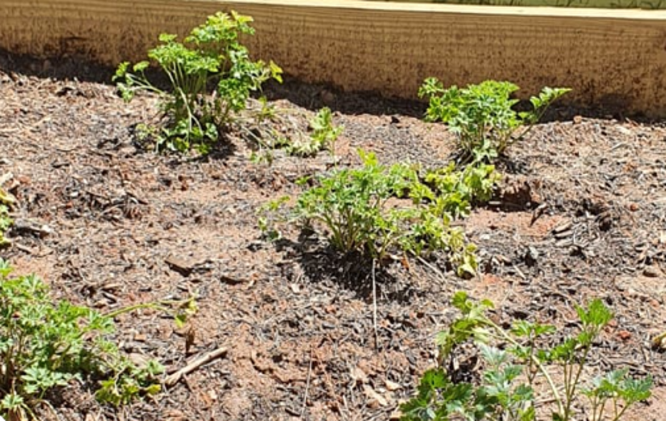 Close-up of stressed or dying crops in the community garden.