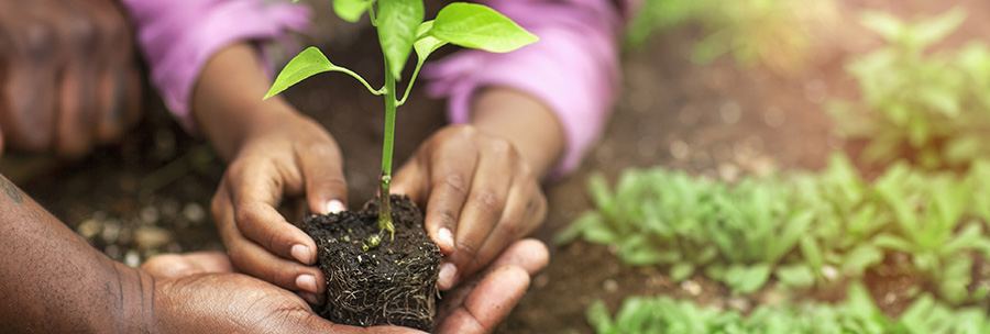 Community garden supported by Touio